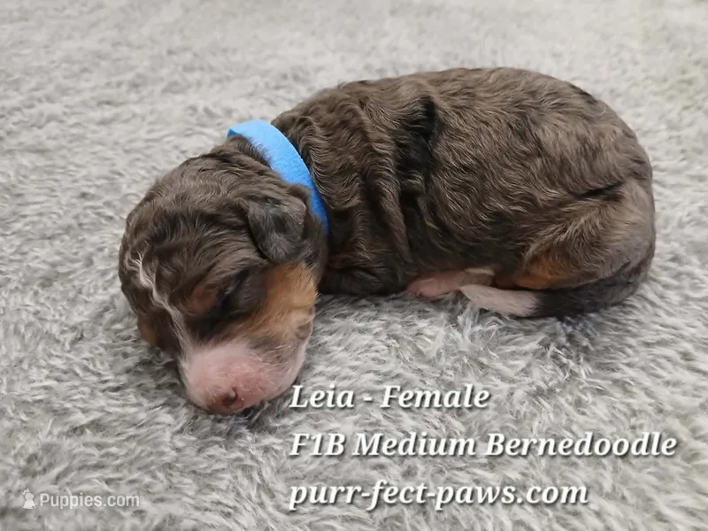 Leia F1B Medium Bernedoodle – Bernedoodle puppy for sale in Huntington, IN