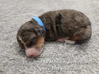 Leia F1B Medium Bernedoodle, a female Bernedoodle for sale in Huntington, IN – 1 of 4