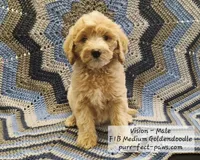 Vision F1B Medium Goldendoodle, a male Goldendoodle and Poodle - Standard  for sale in Huntington, IN – 2 of 9