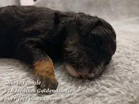 Shuri F1B Medium Goldendoodle, a female Goldendoodle for sale in Huntington, IN – 3 of 4