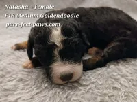 Natasha F1B Medium Goldendoodle, a female Goldendoodle for sale in Huntington, IN – 4 of 4