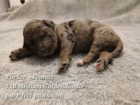 Parker F1B Medium Goldendoodle, a female Goldendoodle for sale in Huntington, IN – 1 of 4