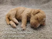 "Cap"/Steve F1B Medium Goldendoodle, a male Goldendoodle for sale in Huntington, IN – 2 of 4