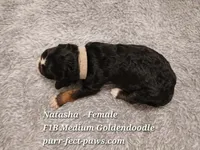 Natasha F1B Medium Goldendoodle, a female Goldendoodle for sale in Huntington, IN – 2 of 4