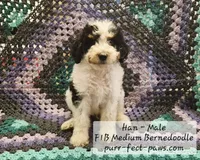 Han F1B Medium Bernedoodle, a male Bernedoodle and Poodle - Standard  for sale in Huntington, IN – 2 of 9