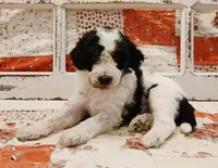 Han F1B Medium Bernedoodle, a male Bernedoodle and Poodle - Standard  for sale in Huntington, IN – 2 of 7
