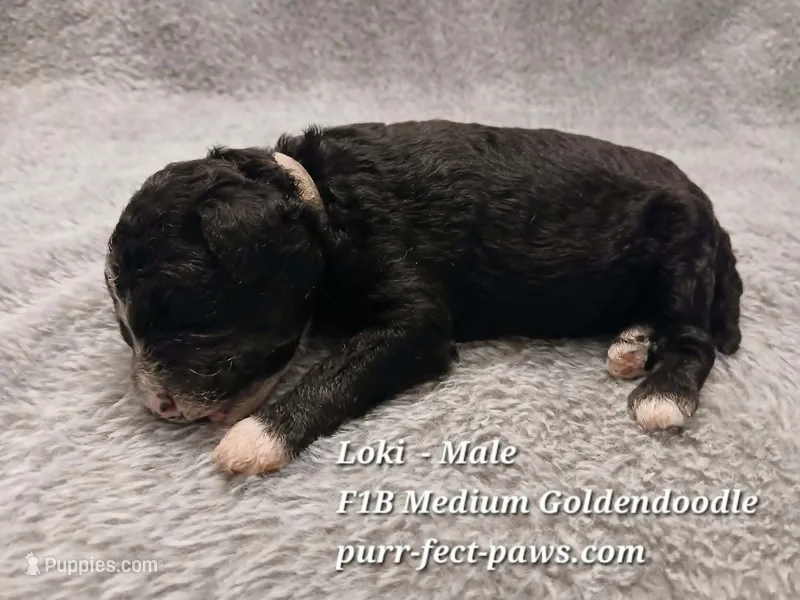 Loki F1B Medium Goldendoodle – Goldendoodle puppy for sale in Huntington, IN