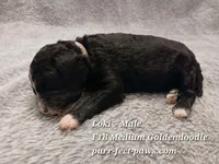 Loki F1B Medium Goldendoodle, a male Goldendoodle for sale in Huntington, IN – 1 of 4