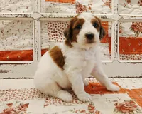 Chewy F1B Medium Bernedoodle, a male Bernedoodle and Poodle - Standard  for sale in Huntington, IN – 2 of 7