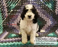 Skywalker F1B Medium Bernedoodle, a male Bernedoodle and Poodle - Standard  for sale in Huntington, IN – 2 of 9