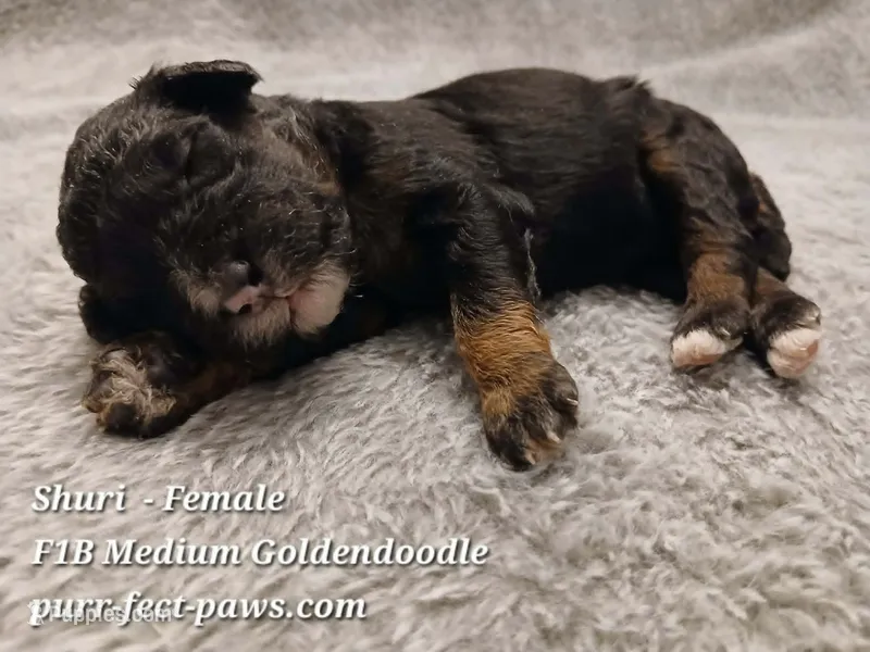 Shuri F1B Medium Goldendoodle – Goldendoodle puppy for sale in Huntington, IN