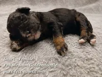 Shuri F1B Medium Goldendoodle, a female Goldendoodle for sale in Huntington, IN – 1 of 4