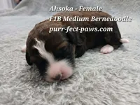 Ahsoka F1B Medium Bernedoodle, a female Bernedoodle for sale in Huntington, IN – 3 of 4