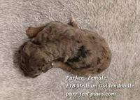 Parker F1B Medium Goldendoodle, a female Goldendoodle for sale in Huntington, IN – 4 of 4