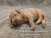 Quill F1B Medium Goldendoodle, a male Goldendoodle for sale in Huntington, IN – 1 of 4