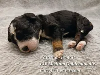 Natasha F1B Medium Goldendoodle, a female Goldendoodle for sale in Huntington, IN – 3 of 4
