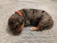 Pepper F1B Medium Goldendoodle, a female Goldendoodle for sale in Huntington, IN – 2 of 4