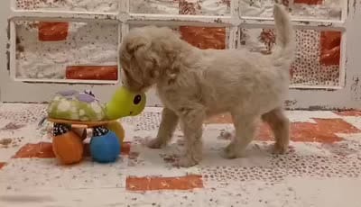 Vision F1B Medium Goldendoodle, a male Goldendoodle and Poodle - Standard  for sale in Huntington, IN – 3 of 7