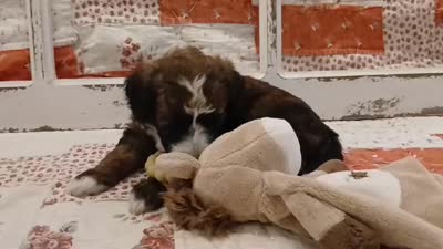 Wren F1B Medium Bernedoodle, a male Bernedoodle for sale in Huntington, IN – 3 of 7