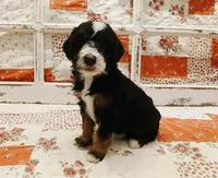 Natasha F1B Medium Goldendoodle, a female Goldendoodle and Poodle - Standard  for sale in Huntington, IN – 2 of 7