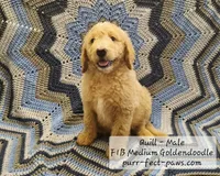 Quill F1B Medium Goldendoodle, a male Goldendoodle and Poodle - Standard  for sale in Huntington, IN – 2 of 9