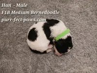 Han F1B Medium Bernedoodle, a male Bernedoodle for sale in Huntington, IN – 2 of 4