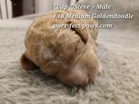 "Cap"/Steve F1B Medium Goldendoodle, a male Goldendoodle for sale in Huntington, IN – 3 of 4