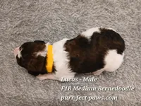 Lucas F1B Medium Bernedoodle, a male Bernedoodle for sale in Huntington, IN – 2 of 4
