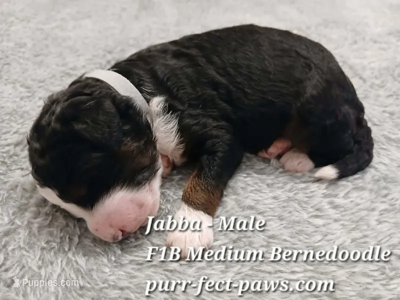Jabba F1B Medium Bernedoodle – Bernedoodle puppy for sale in Huntington, IN