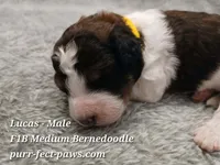 Lucas F1B Medium Bernedoodle, a male Bernedoodle for sale in Huntington, IN – 4 of 4