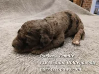 Parker F1B Medium Goldendoodle, a female Goldendoodle for sale in Huntington, IN – 3 of 4