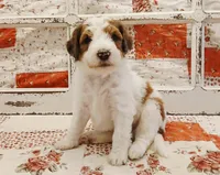 Obiwan F1B Medium Bernedoodle, a male Bernedoodle and Poodle - Standard  for sale in Huntington, IN – 2 of 7