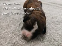Wren F1B Medium Bernedoodle, a male Bernedoodle for sale in Huntington, IN – 2 of 4