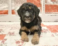 Nakia F1B Medium Goldendoodle, a female Goldendoodle and Poodle - Standard  for sale in Huntington, IN – 1 of 7