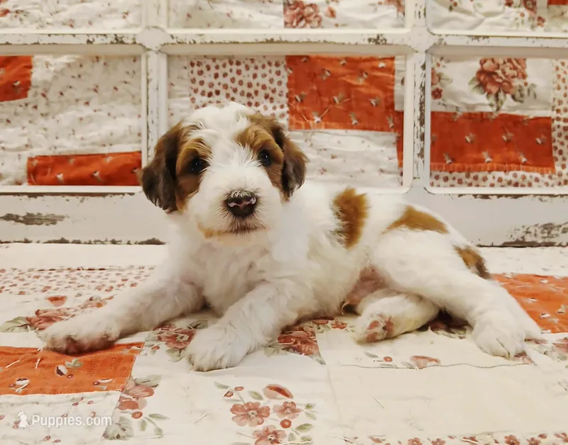 Obiwan F1B Medium Bernedoodle – Bernedoodle puppy for sale in Huntington, IN