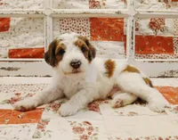 Obiwan F1B Medium Bernedoodle, a male Bernedoodle and Poodle - Standard  for sale in Huntington, IN – 1 of 7