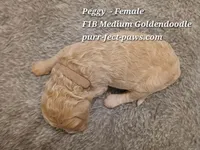 Peggy F1B Medium Goldendoodle, a female Goldendoodle for sale in Huntington, IN – 4 of 4