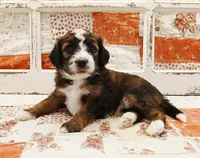 Ahsoka F1B Medium Bernedoodle, a female Bernedoodle and Poodle - Standard  for sale in Huntington, IN – 2 of 7