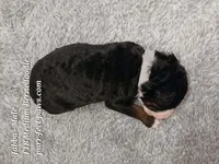 Jabba F1B Medium Bernedoodle, a male Bernedoodle for sale in Huntington, IN – 2 of 4