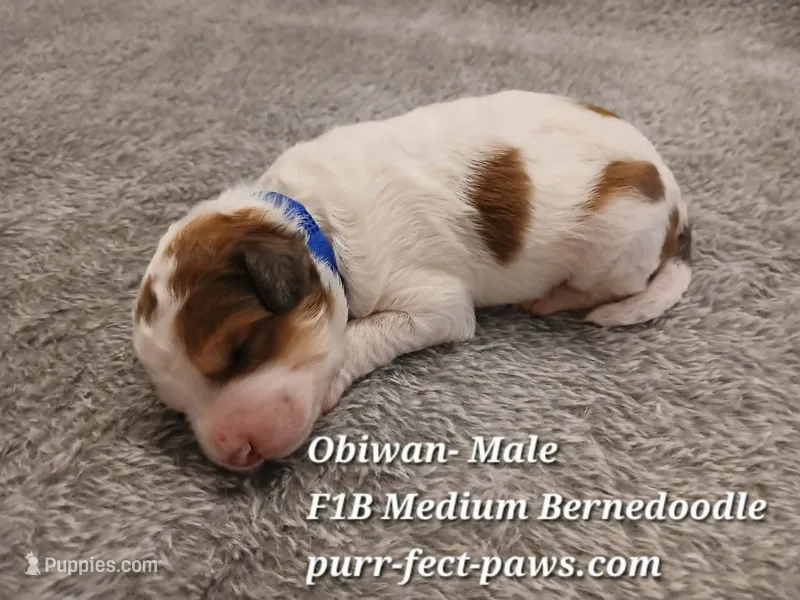 Obiwan F1B Medium Bernedoodle – Bernedoodle puppy for sale in Huntington, IN