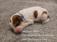 Obiwan F1B Medium Bernedoodle, a male Bernedoodle for sale in Huntington, IN – 1 of 4