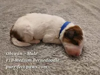 Obiwan F1B Medium Bernedoodle, a male Bernedoodle for sale in Huntington, IN – 3 of 4