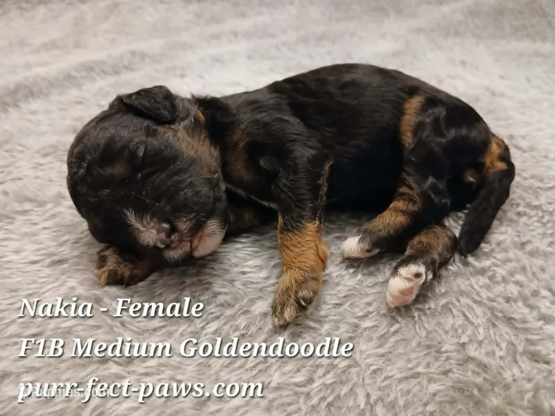 Nakia F1B Medium Goldendoodle – Goldendoodle puppy for sale in Huntington, IN