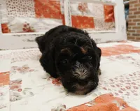 Nakia F1B Medium Goldendoodle, a female Goldendoodle and Poodle - Standard  for sale in Huntington, IN – 2 of 7
