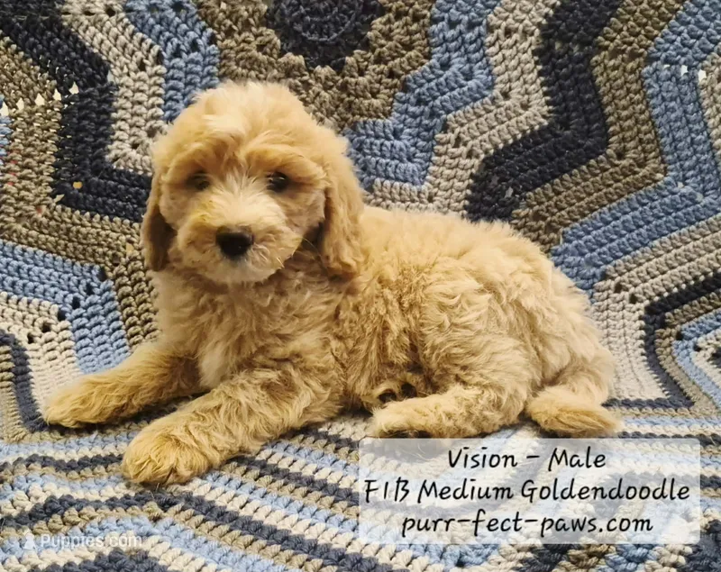 Vision F1B Medium Goldendoodle – Goldendoodle, Poodle - Standard  puppy for sale in Huntington, IN