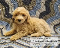 Vision F1B Medium Goldendoodle, a male Goldendoodle and Poodle - Standard  for sale in Huntington, IN – 1 of 9