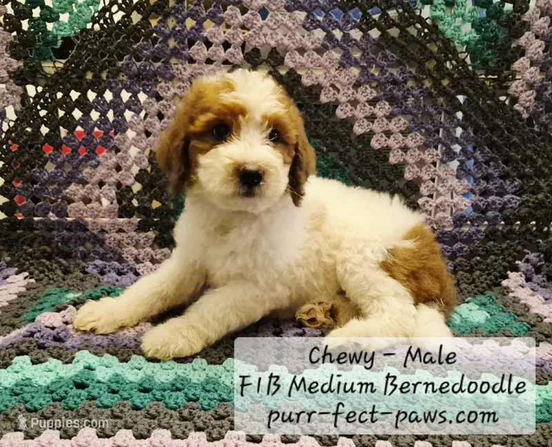 Chewy F1B Medium Bernedoodle – Bernedoodle, Poodle - Standard  puppy for sale in Huntington, IN