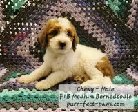 Chewy F1B Medium Bernedoodle, a male Bernedoodle and Poodle - Standard  for sale in Huntington, IN – 1 of 9