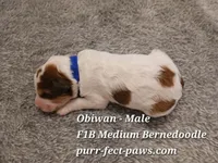 Obiwan F1B Medium Bernedoodle, a male Bernedoodle for sale in Huntington, IN – 4 of 4