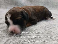 Ahsoka F1B Medium Bernedoodle, a female Bernedoodle for sale in Huntington, IN – 2 of 4